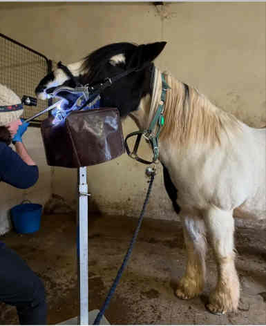 Thornton Rose RDA horse dentistry